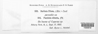 Sphaerellopsis filum image